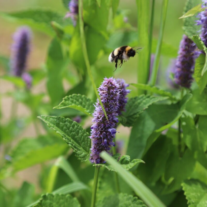 Agastache Anisée