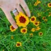 Coreopsis des Teinturiers