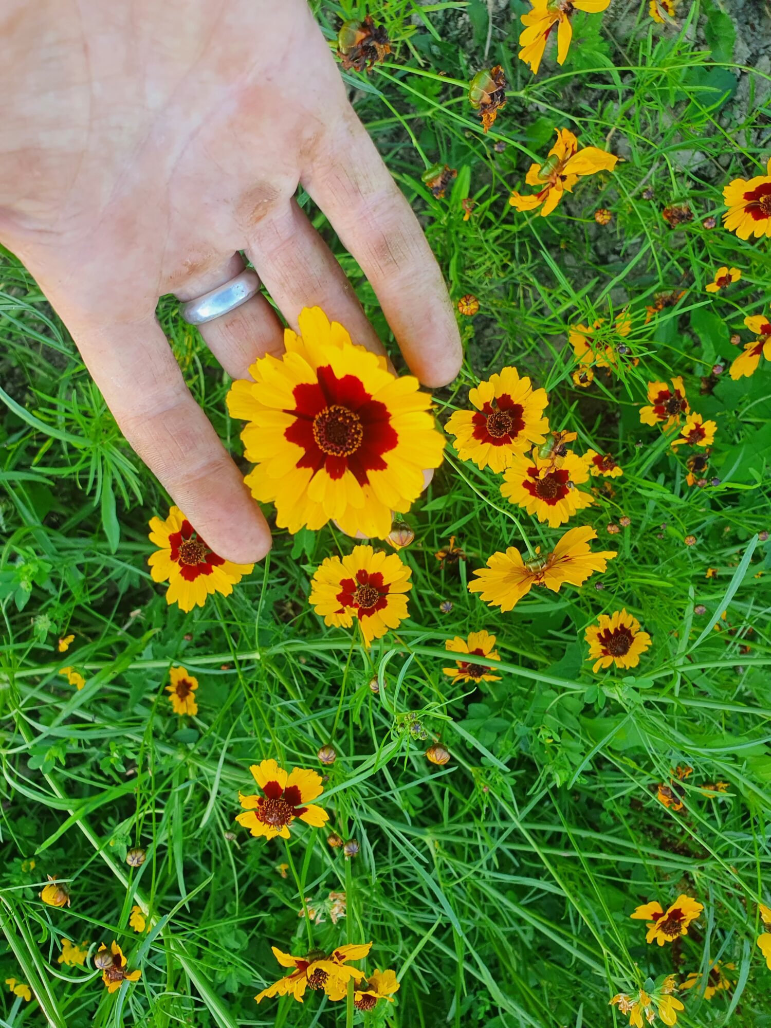 Coreopsis des Teinturiers