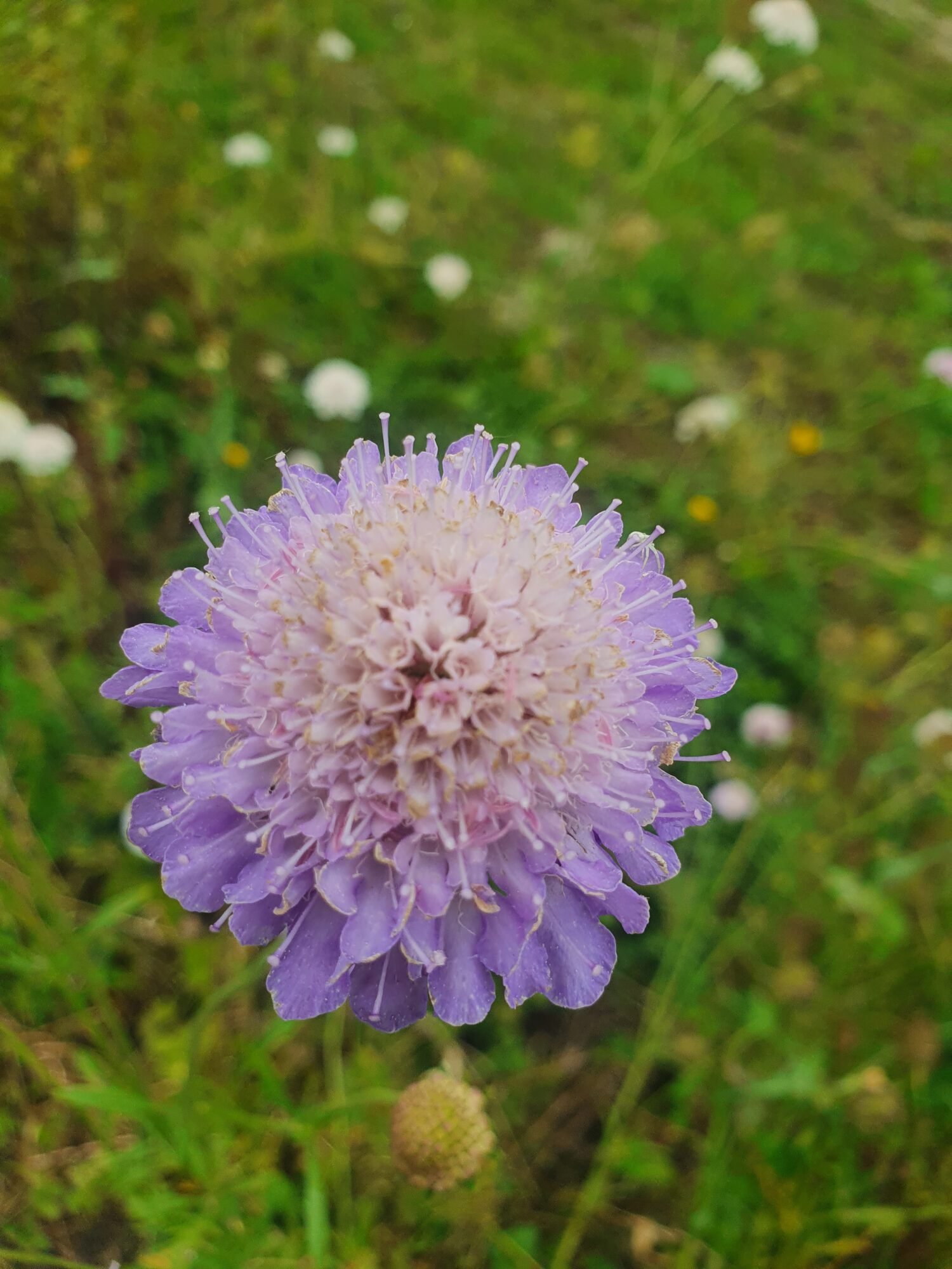 Scabieuse (en mélange) – Image 2