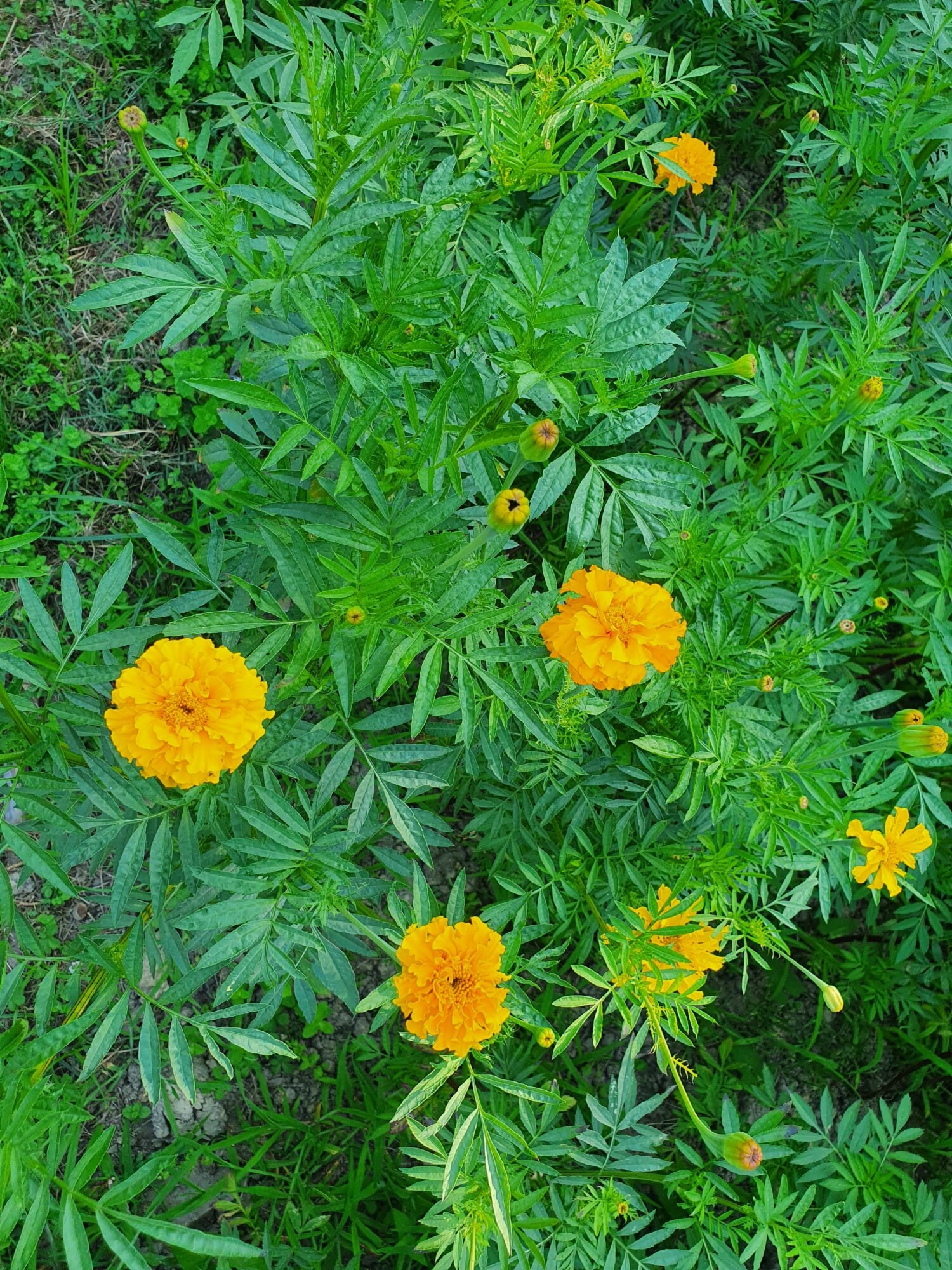 Tagète à Grande Fleur – Image 2