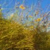 Coreopsis des Teinturiers – Image 3