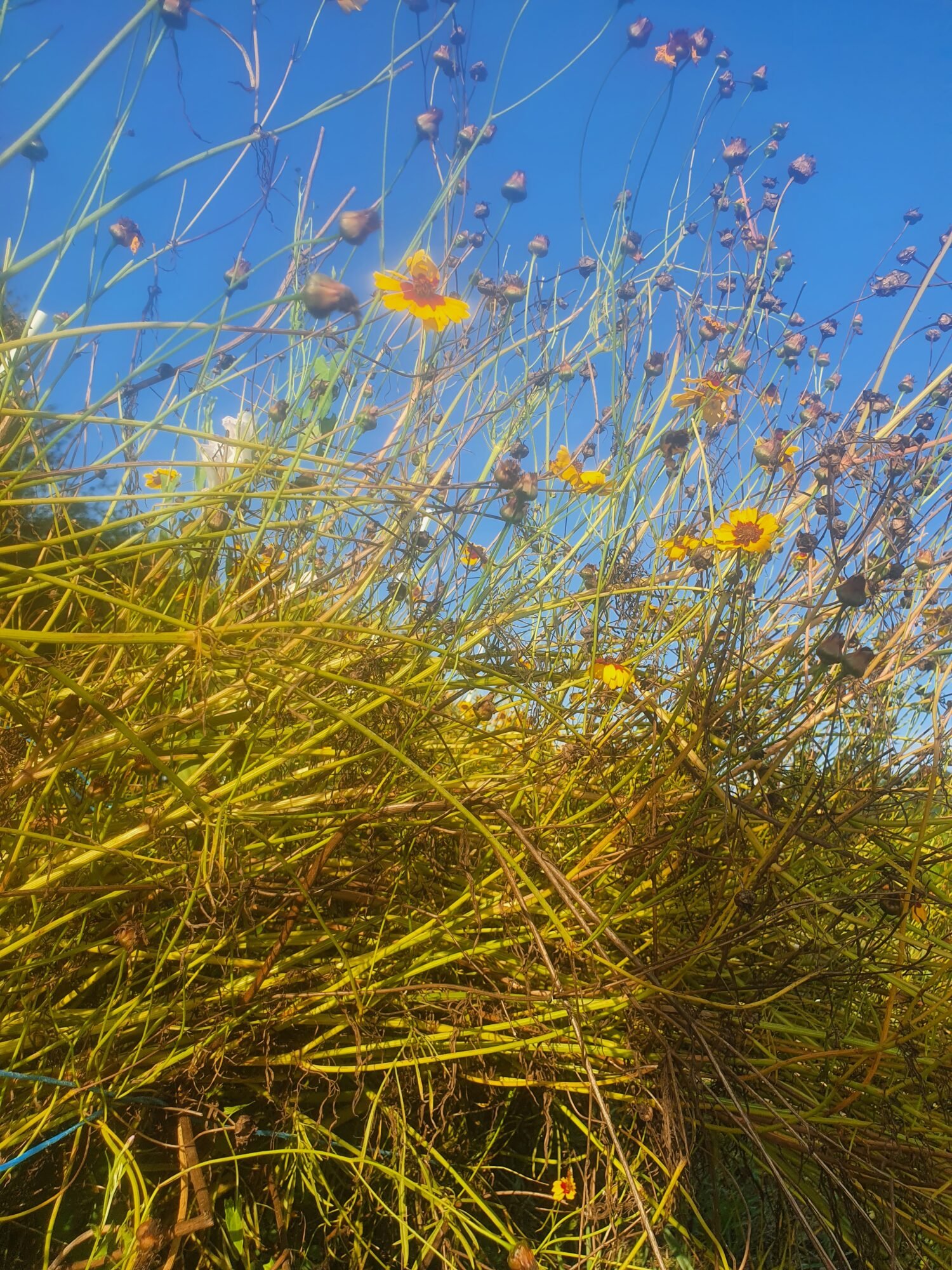 Coreopsis des Teinturiers – Image 3