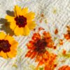 Coreopsis des Teinturiers – Image 4