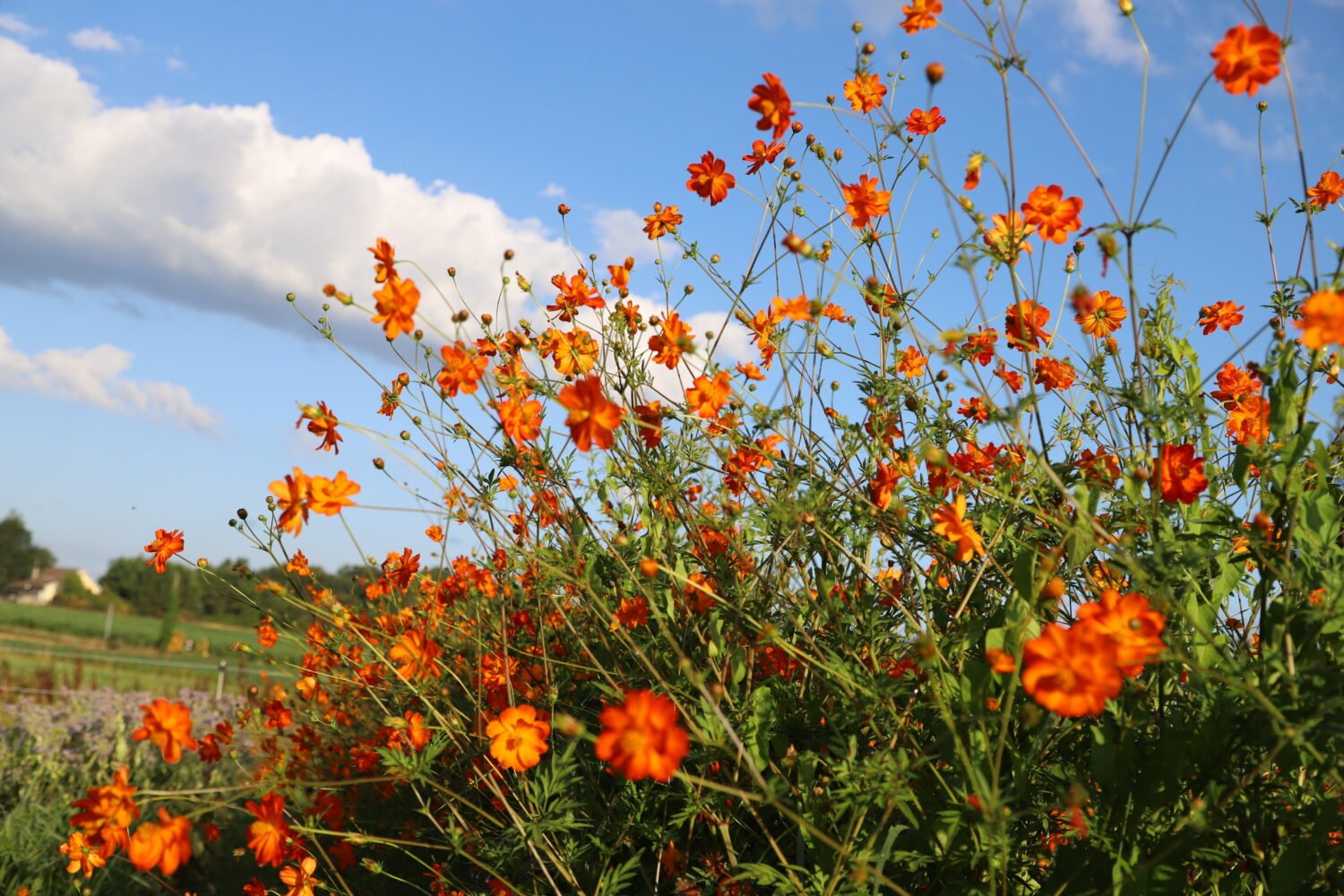 Cosmos Sulfureux – Image 3