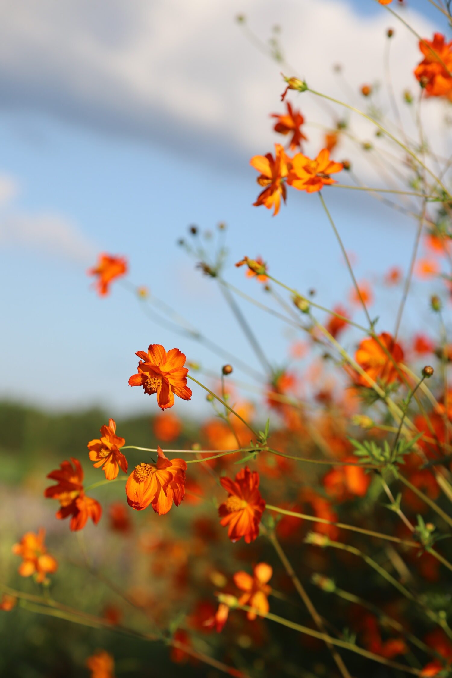 Cosmos Sulfureux – Image 2