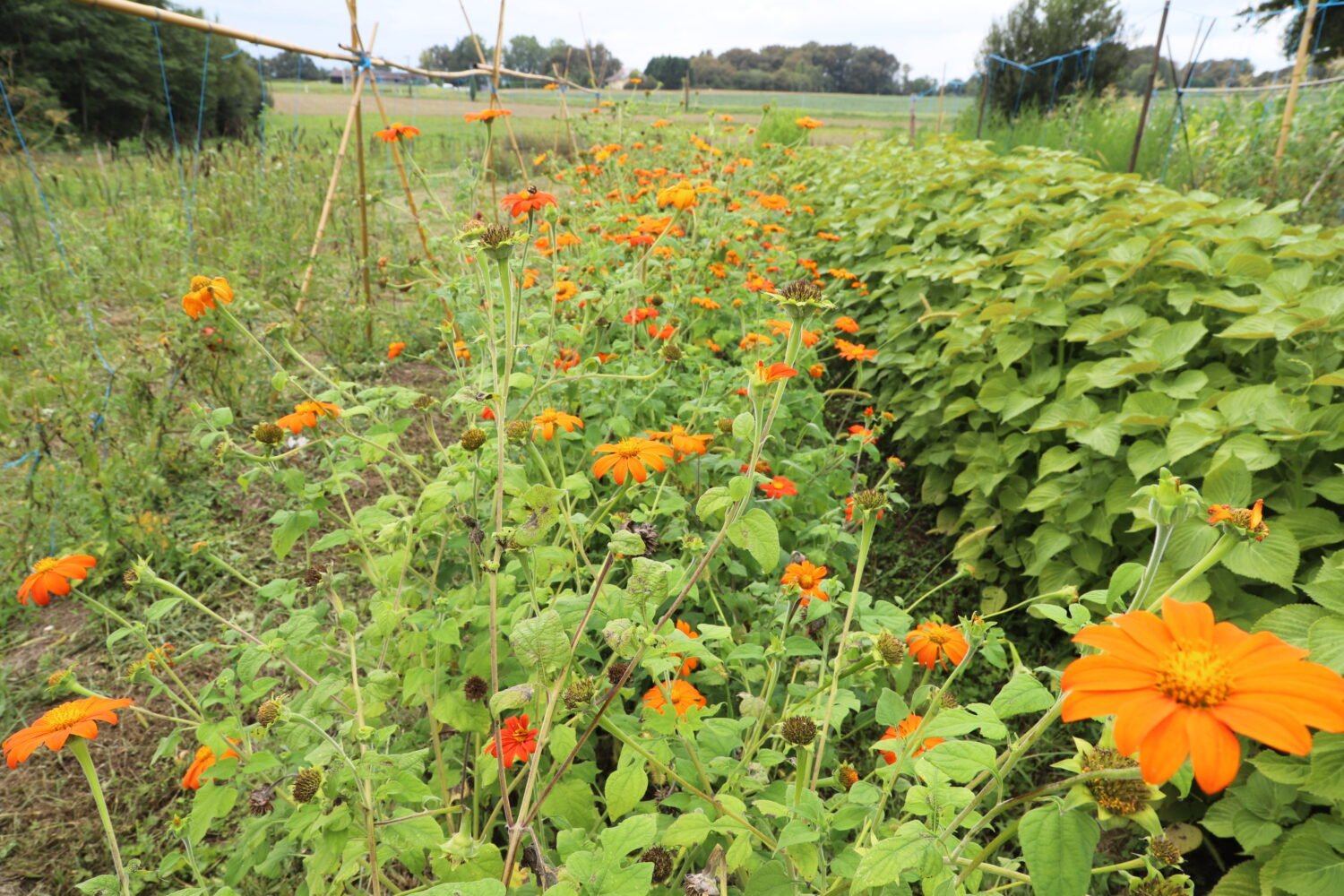 Tithonia ou Soleil mexicain – Image 7