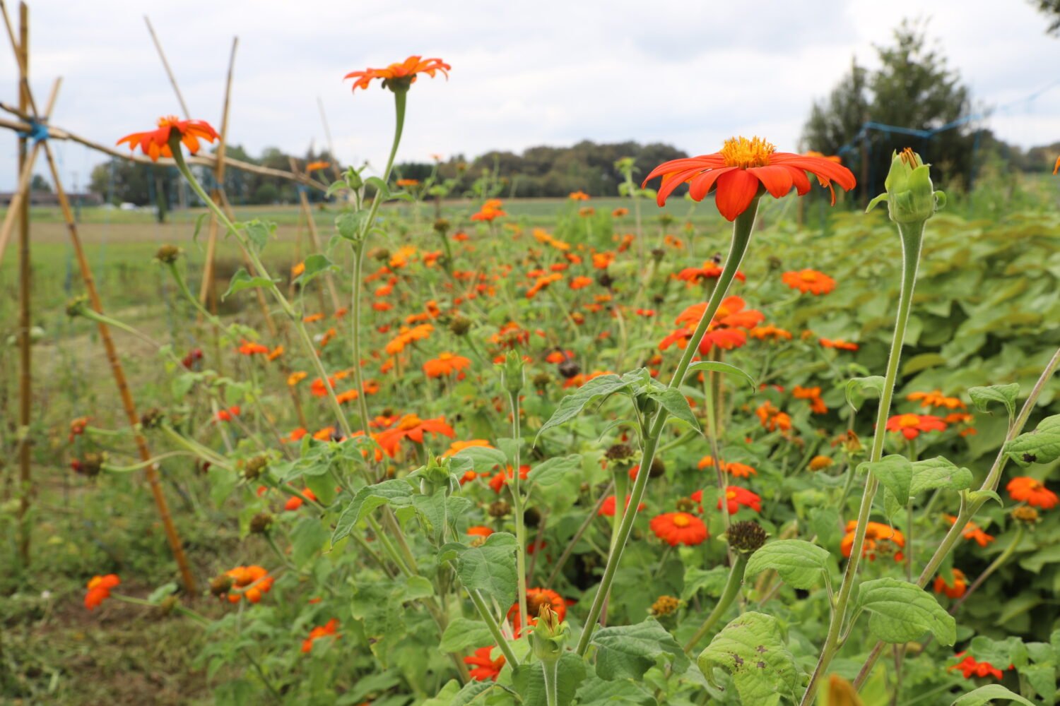 Tithonia ou Soleil mexicain – Image 6