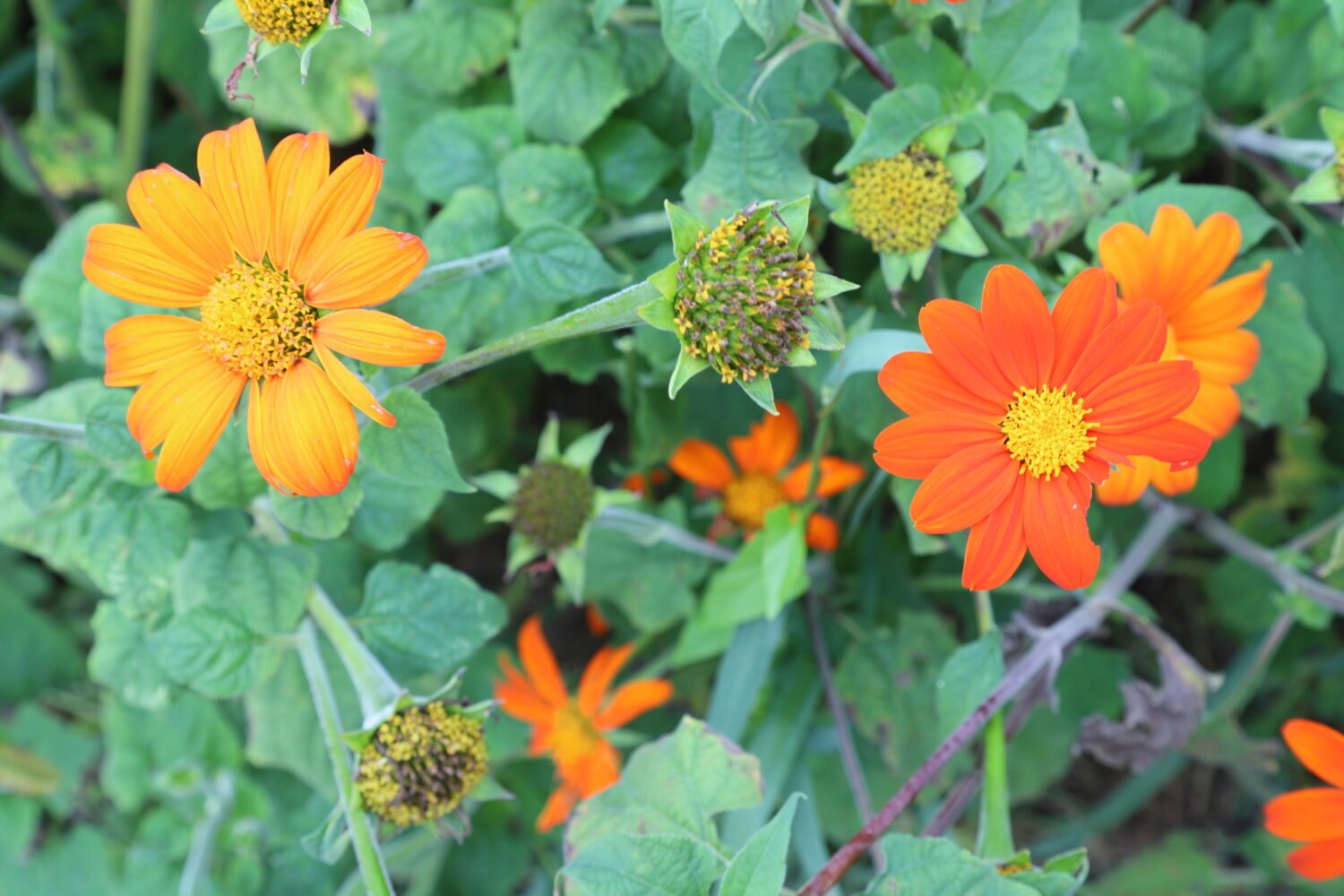 Tithonia ou Soleil mexicain – Image 3