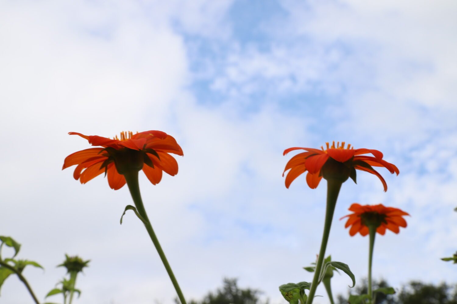 Tithonia ou Soleil mexicain – Image 5