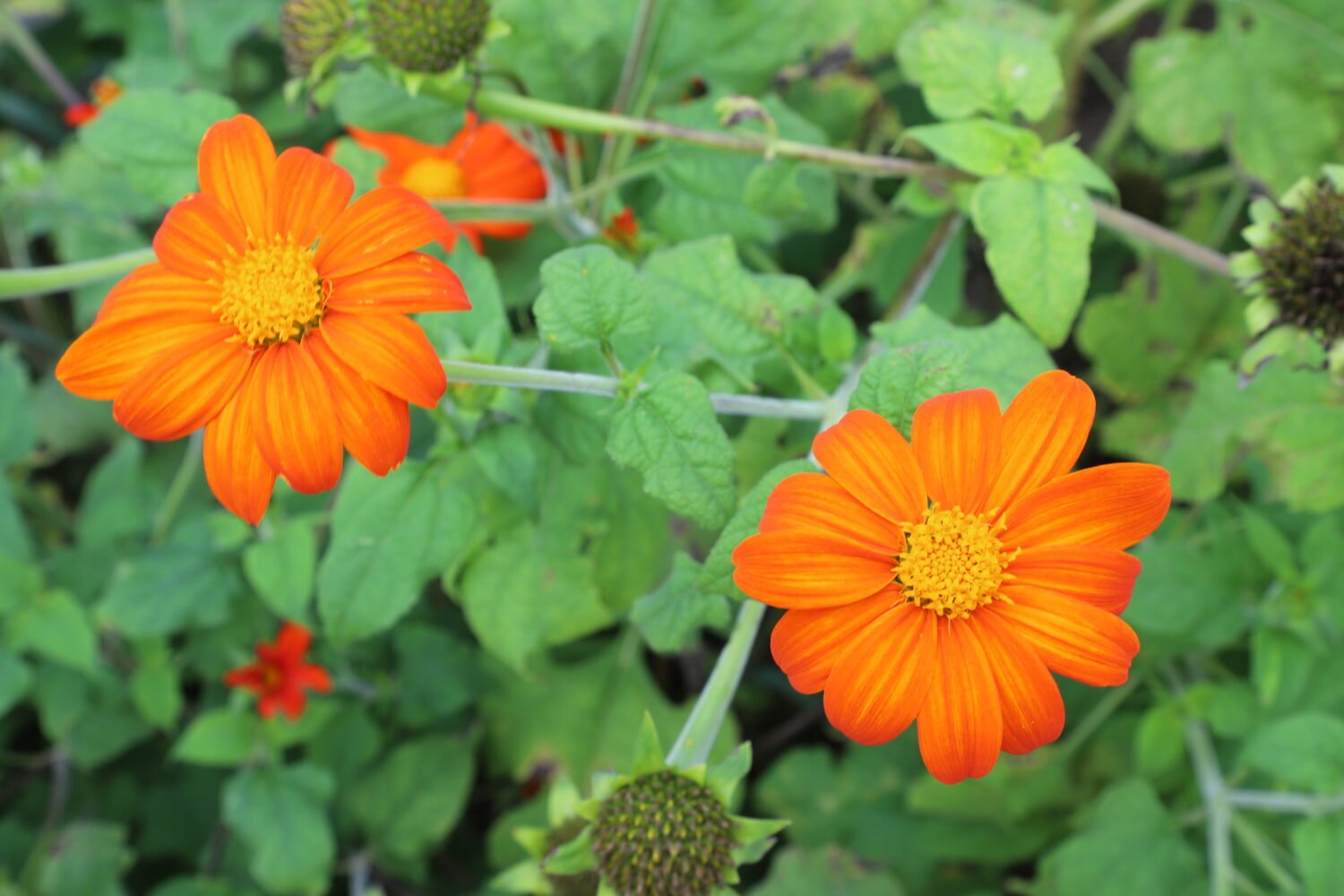 Tithonia ou Soleil mexicain – Image 2