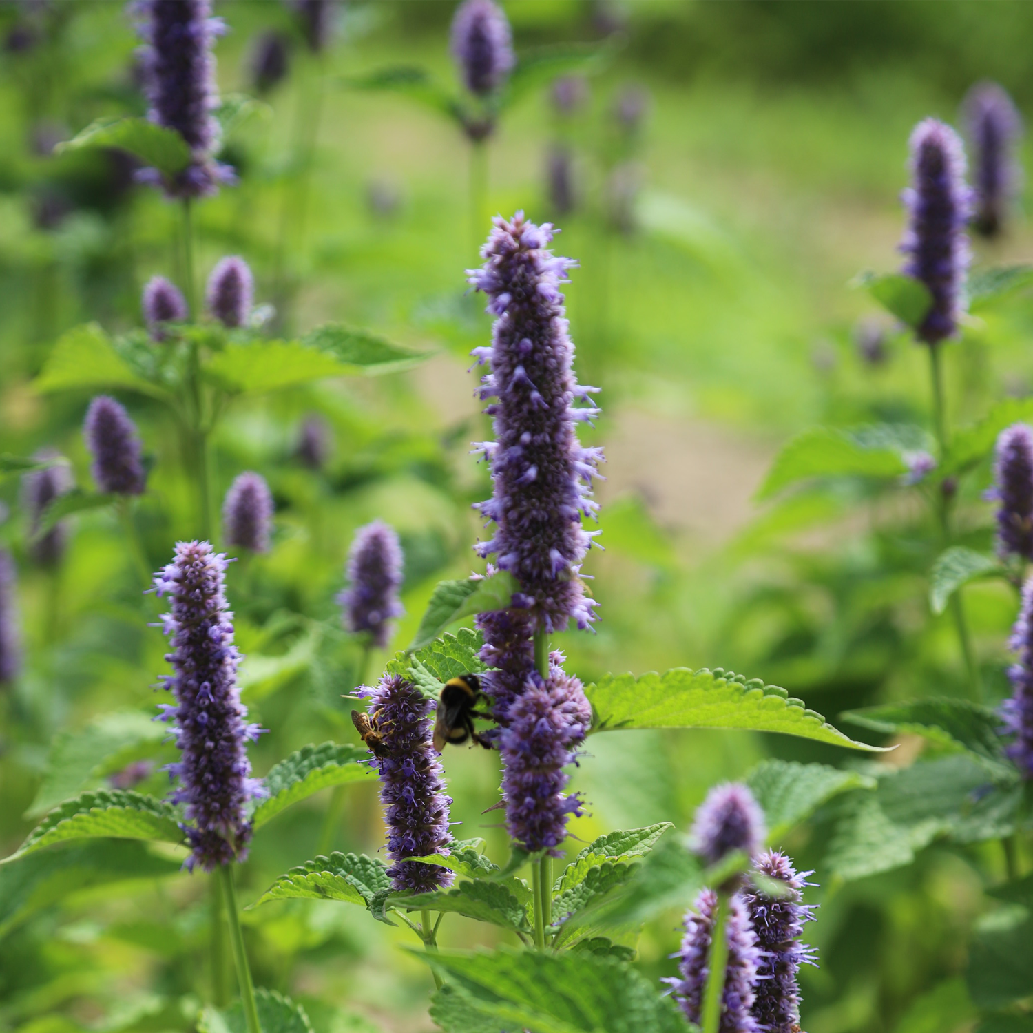 Coffret plantes vivaces – Image 4