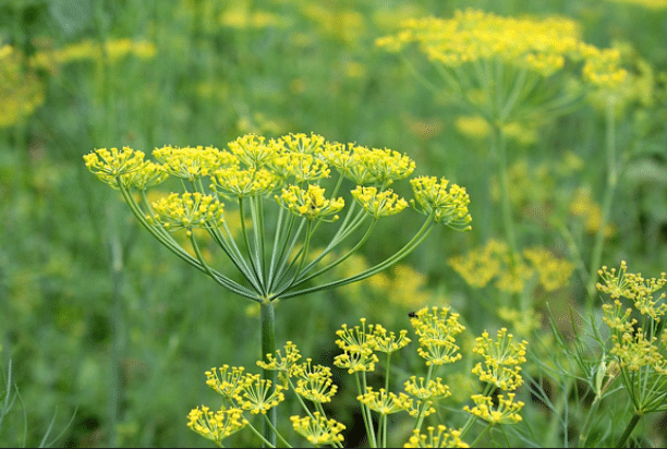 Coffret plantes vivaces – Image 3