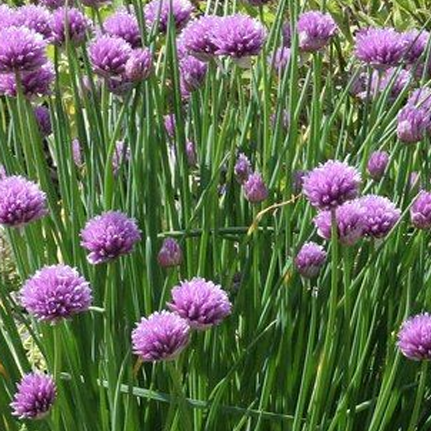 Coffret aromatique – Image 9