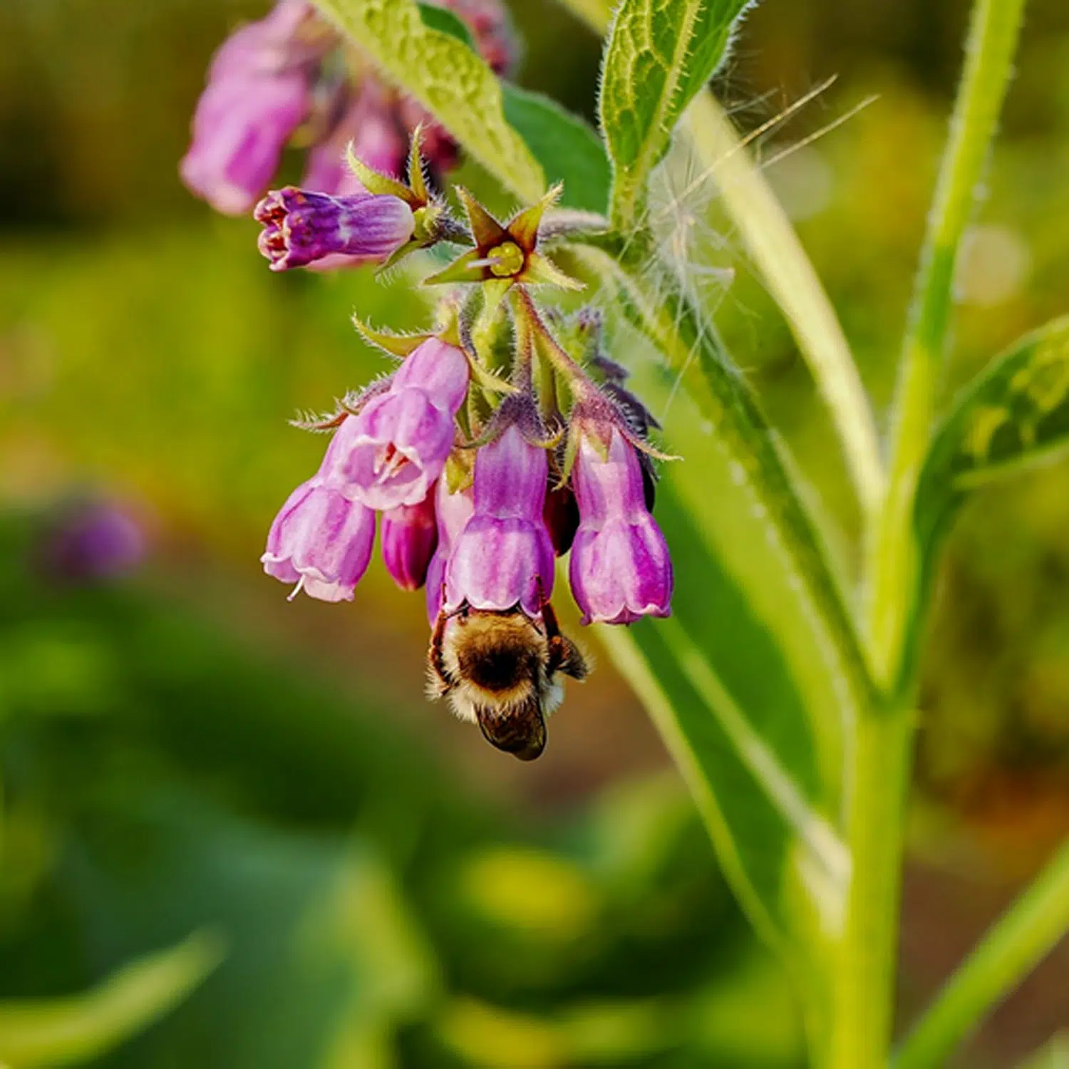 Consoude Officinale – Image 3
