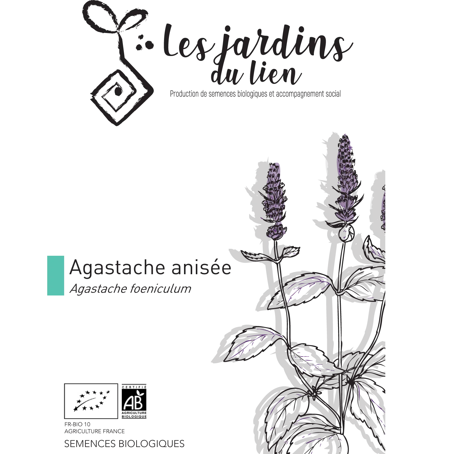 Agastache Anisée – Image 3