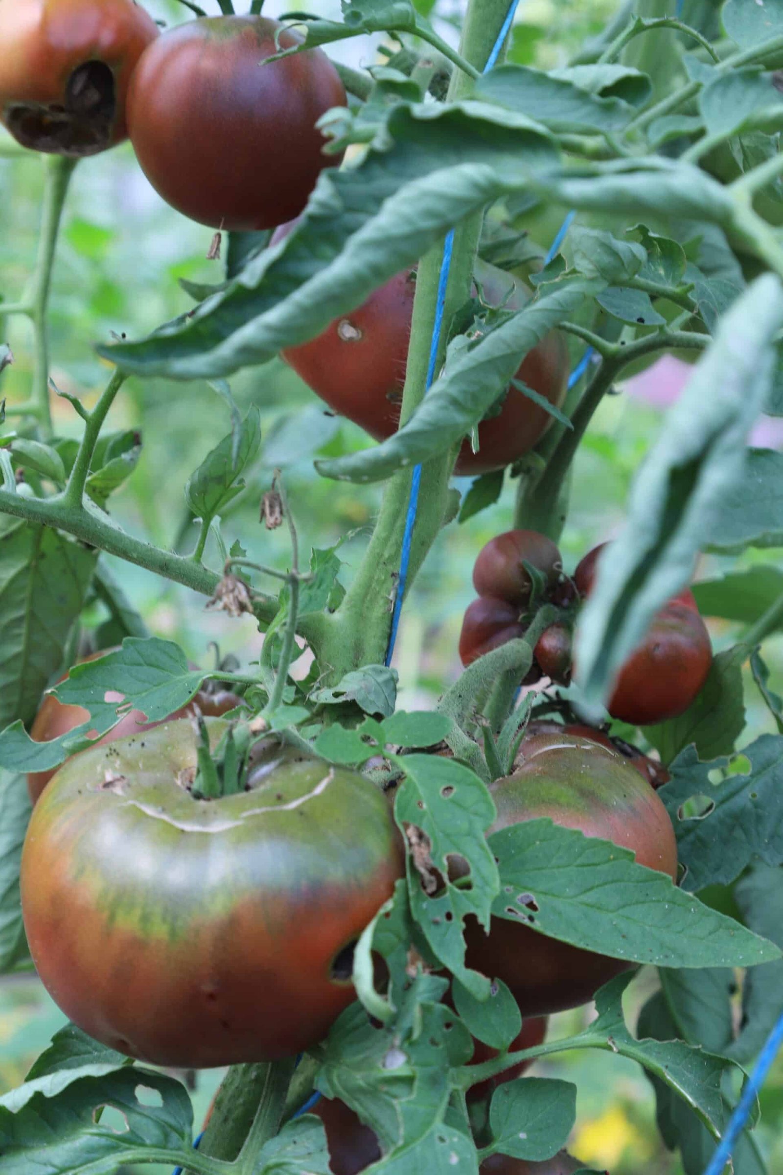 Coffret Tomates anciennes – Image 6