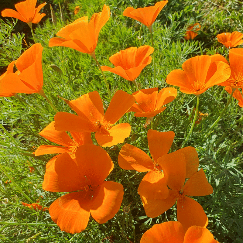 Eschscholzia ou Pavot de Californie