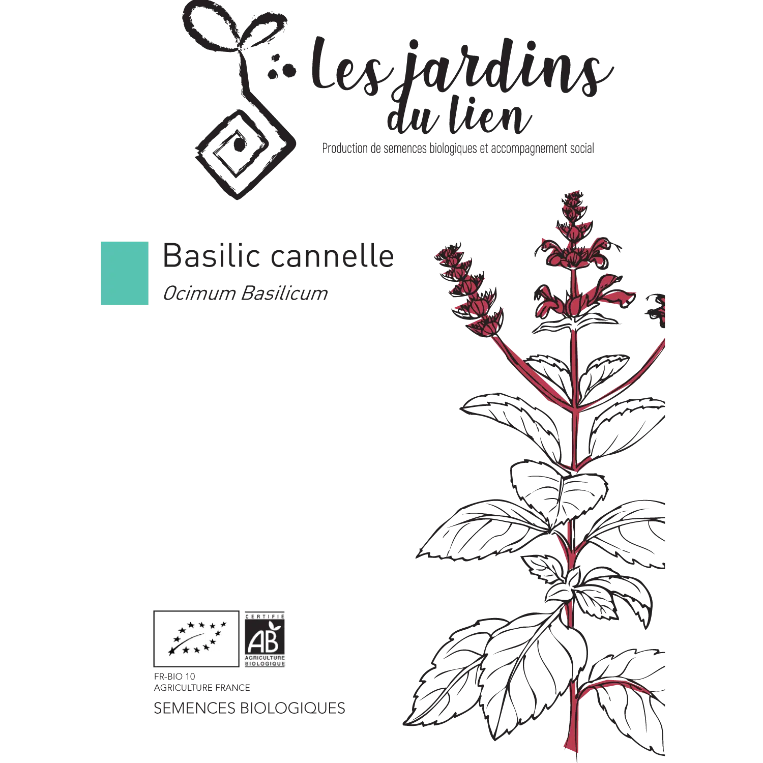 Basilic cannelle – Image 5