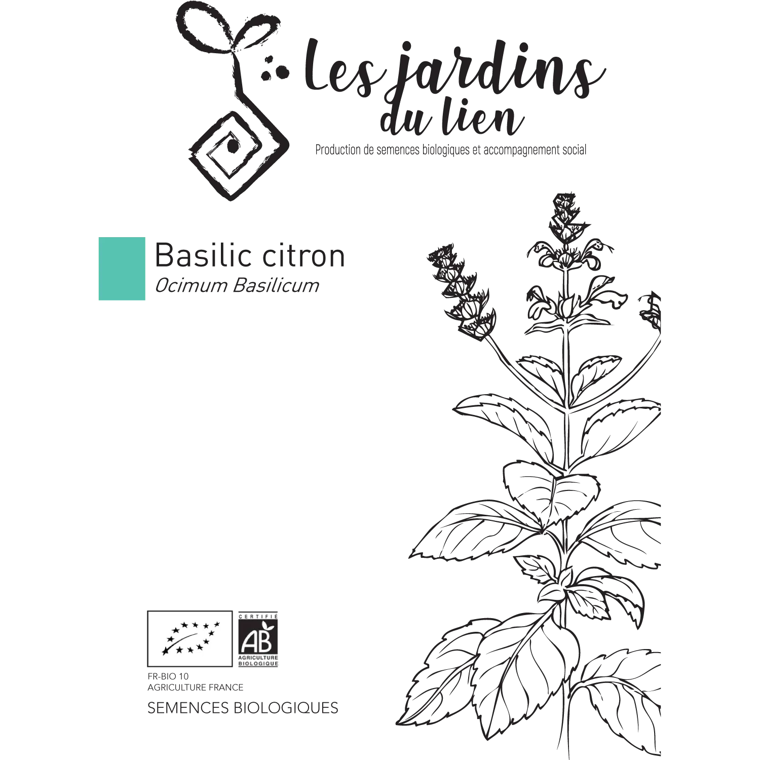 Basilic citron – Image 2