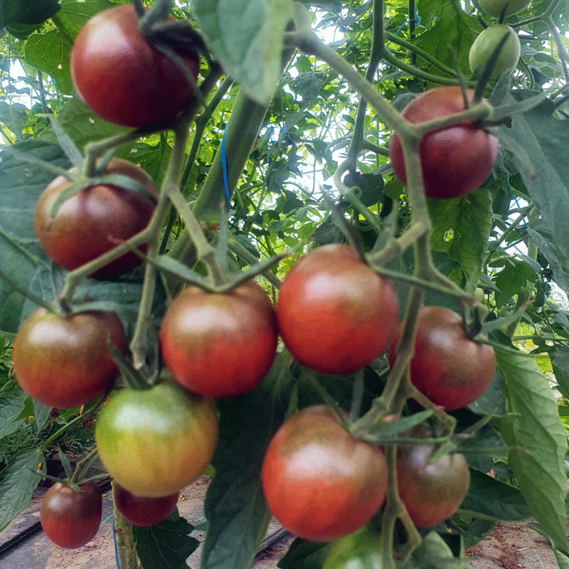 Tomate Cerise Black Cherry