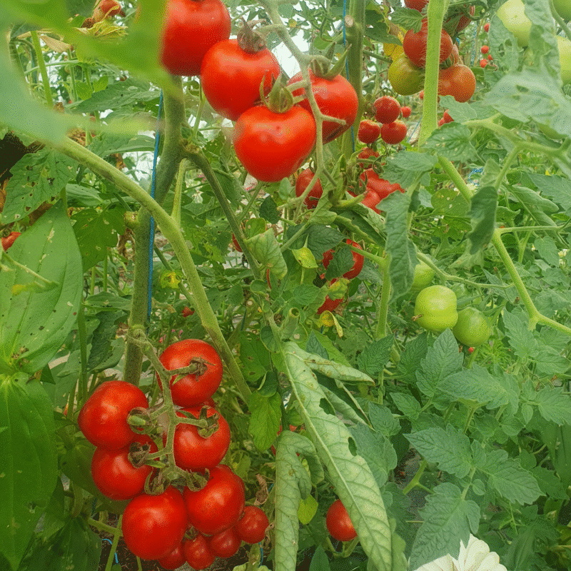 Tomate Délice des jardiniers