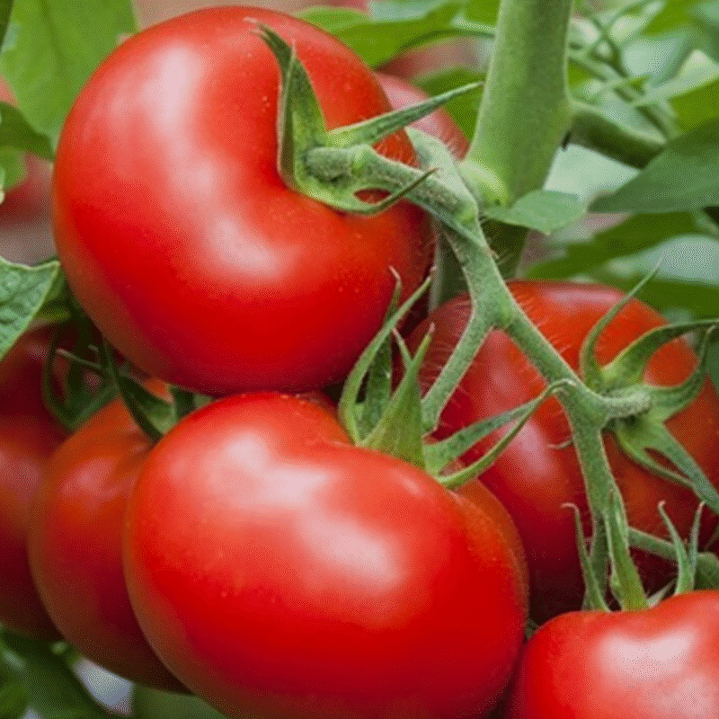 Tomate Merveille des Marchés