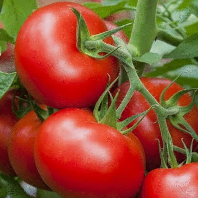Tomate Merveille des Marchés