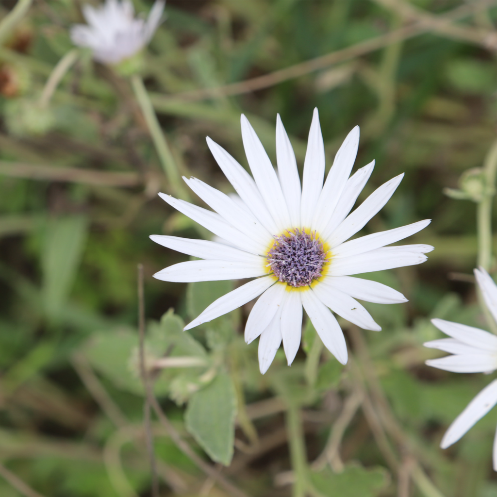 Arctotis ou Marguerite Africaine - Les Jardins du Lien
