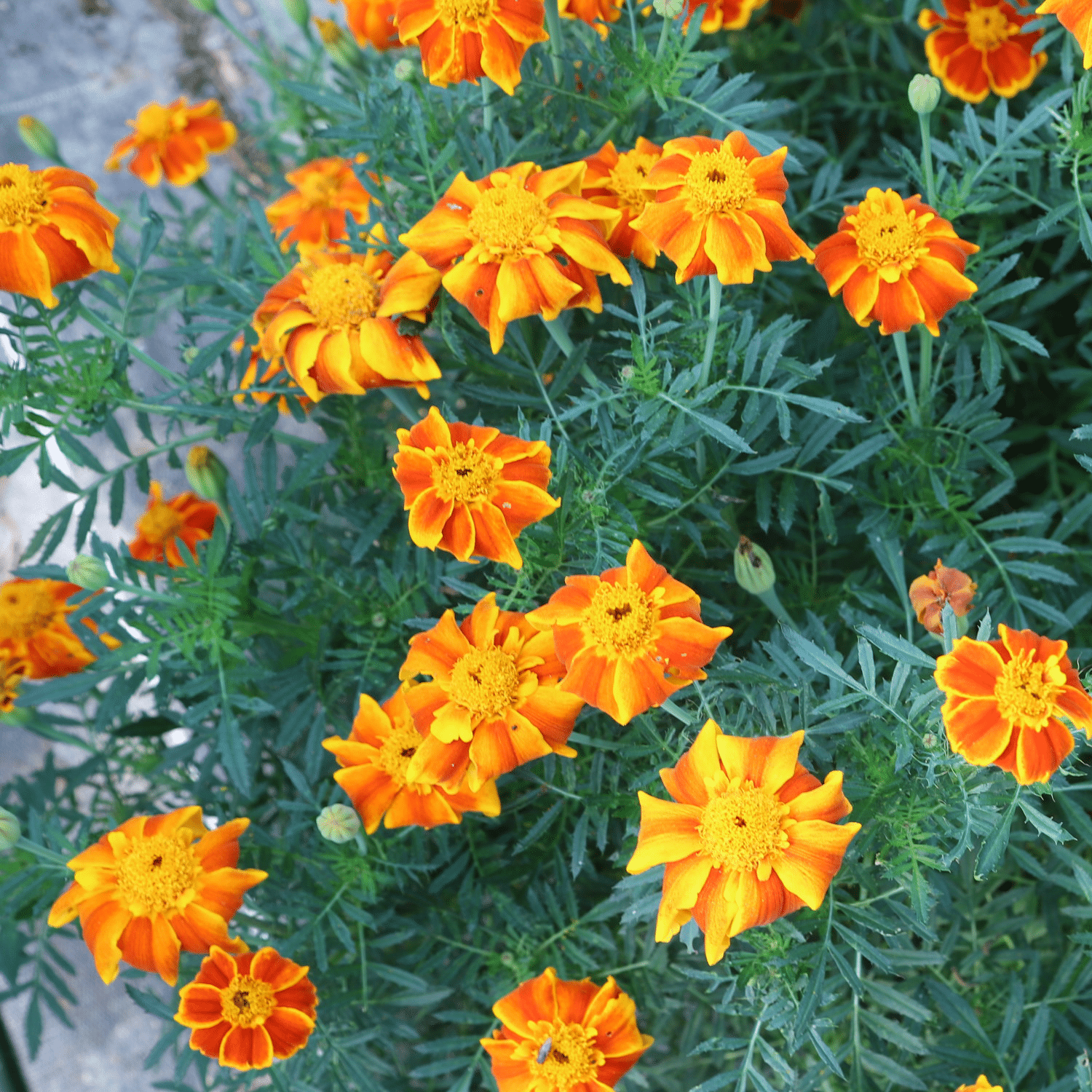 Coffret plantes compagnes – Image 8