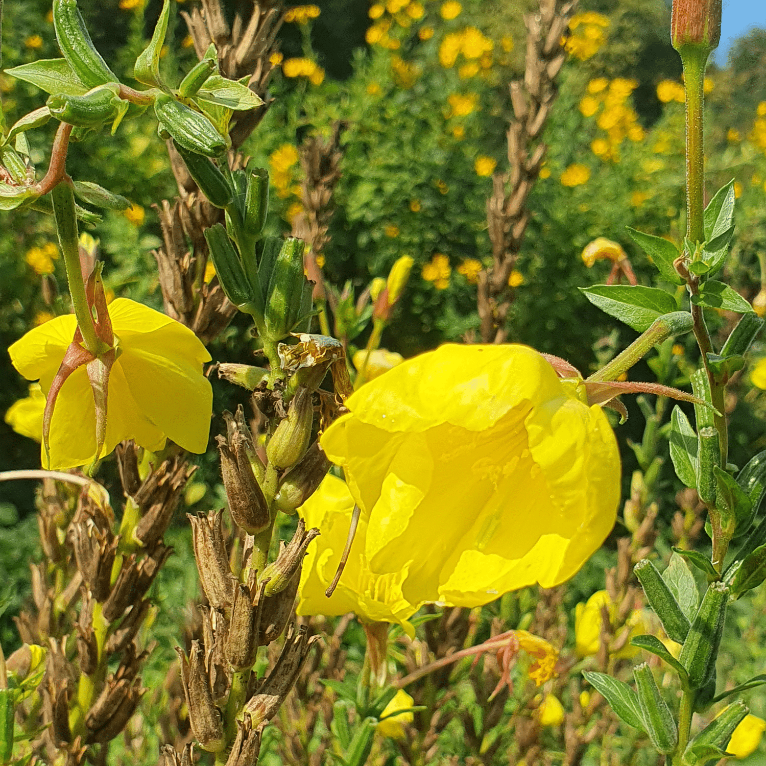 Coffret plantes vivaces – Image 11