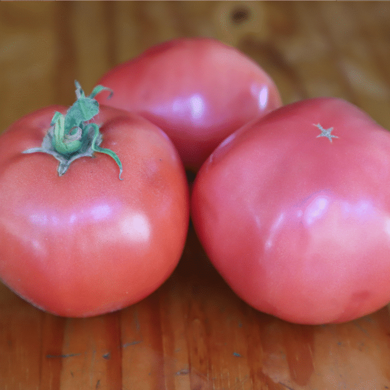 Tomate Aretxabaleta