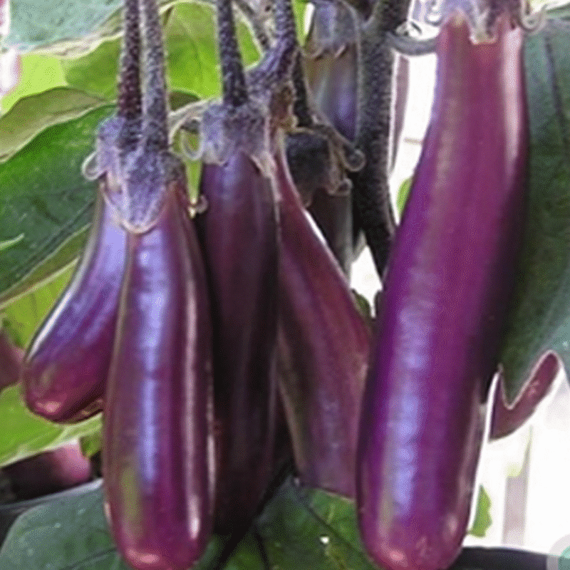 Aubergine Slim Jim