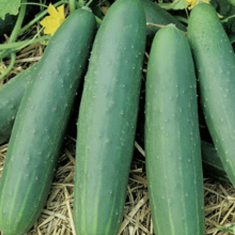 Concombre Le  Généreux