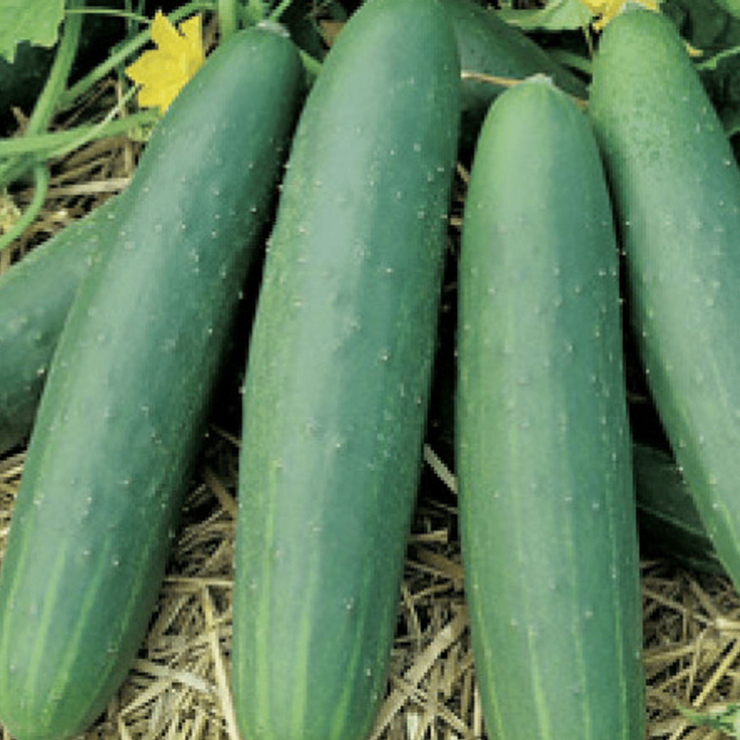 Concombre Le Généreux