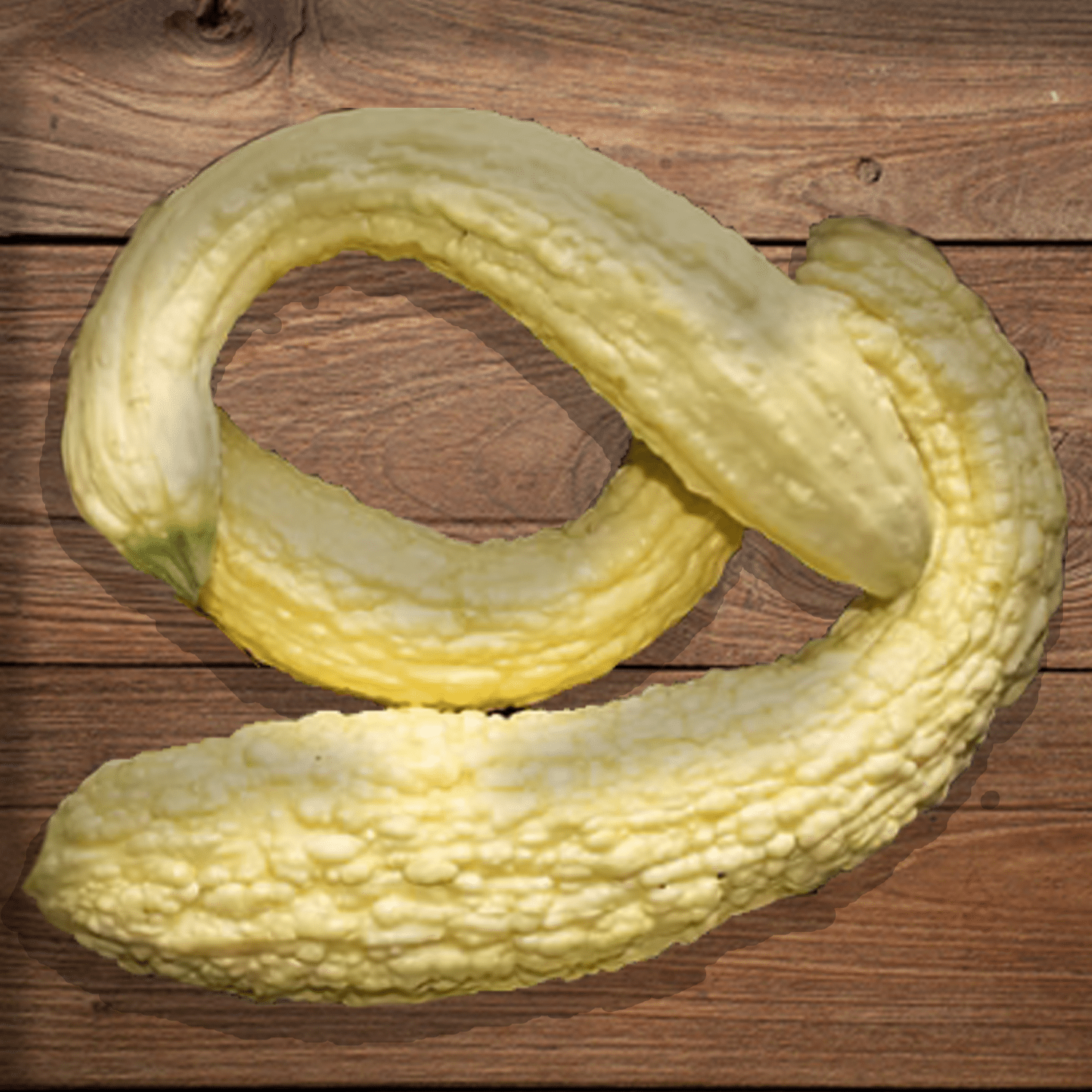 Courgette Jaune Pop-Corn