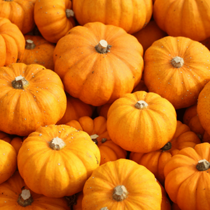 Courge Jack Be Little