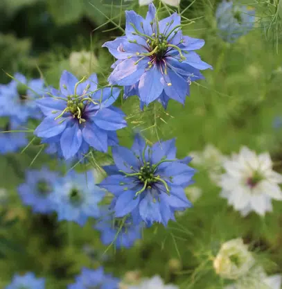Coffret fleurs à bouquets – Image 9