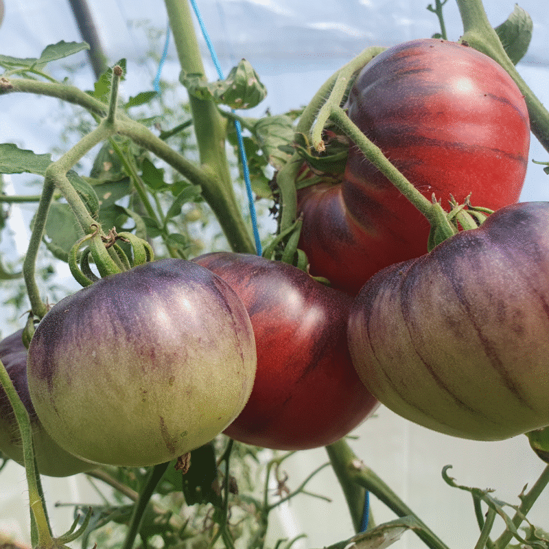 Tomate Blue Indigo
