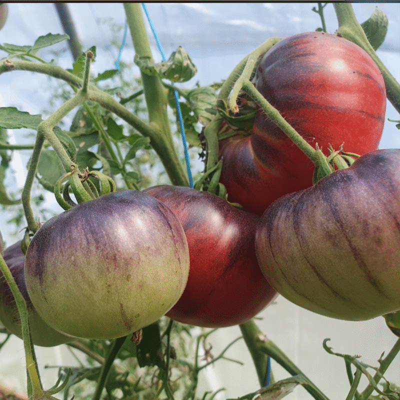 Tomate Blue Indigo