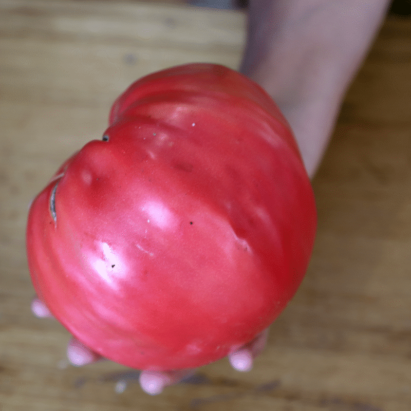 Tomate Coeur de Boeuf Rose