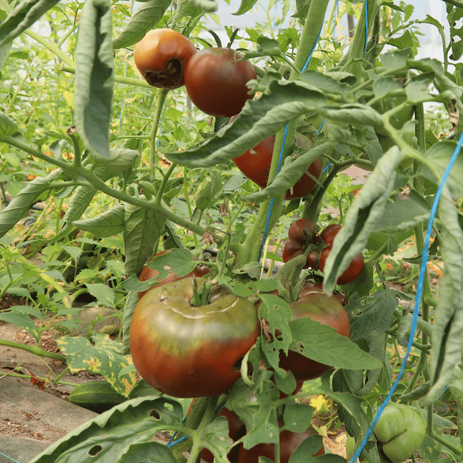 Tomate Noire de Crimée – Image 2
