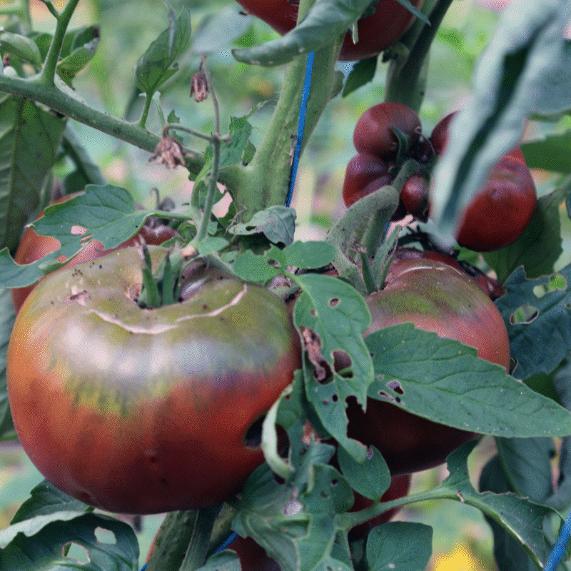 Tomate Noire de Crimée