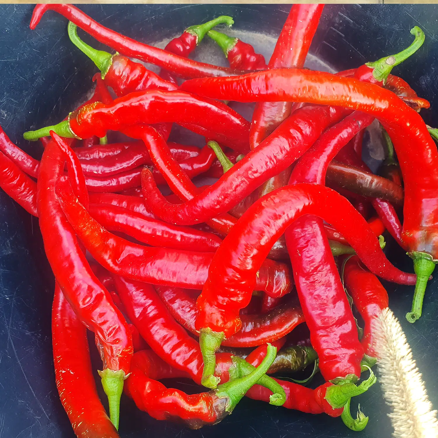 Piment doux basque Aturri – Image 2