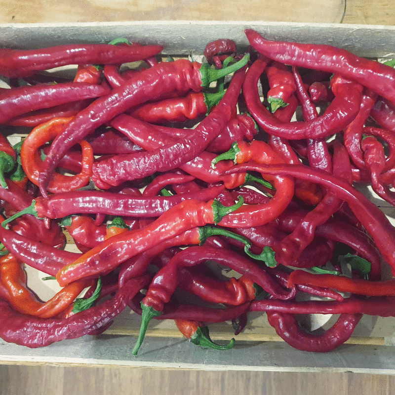 Piment doux basque Aturri