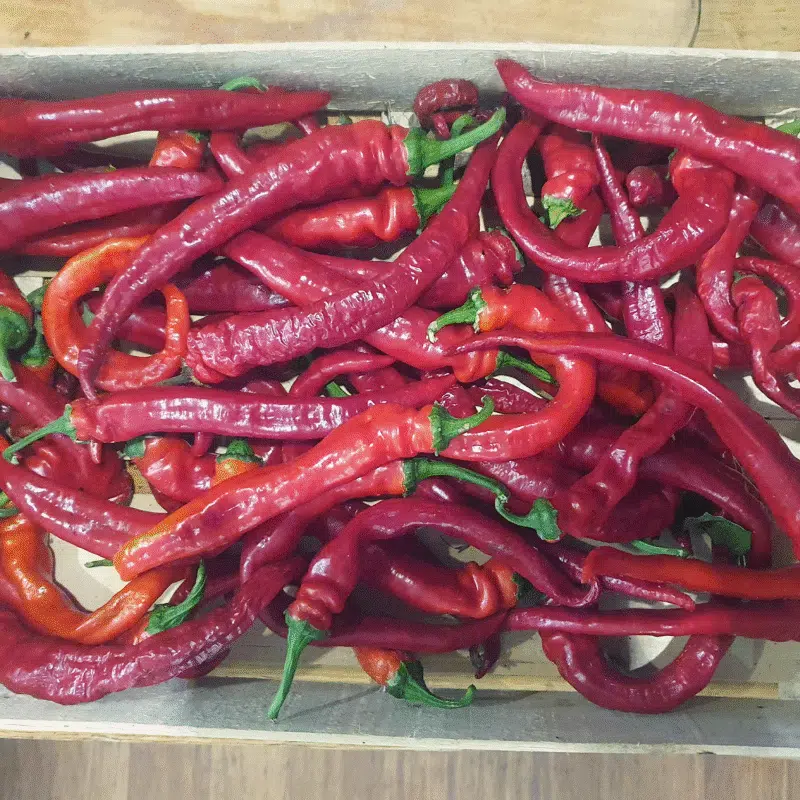 Piment doux basque Aturri