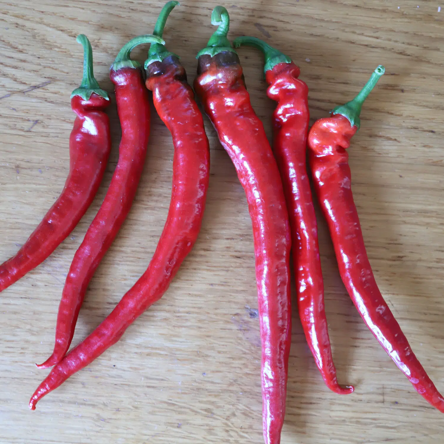 Piment doux des Landes – Image 2